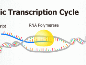 Abnova真核转录周期—艾美捷科技