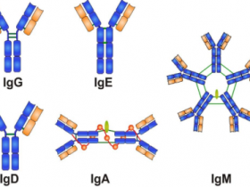 各自类型免疫球蛋白IgM、IgA、IgE、IgY