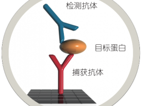 Abnova厂家验证的1370+抗体对