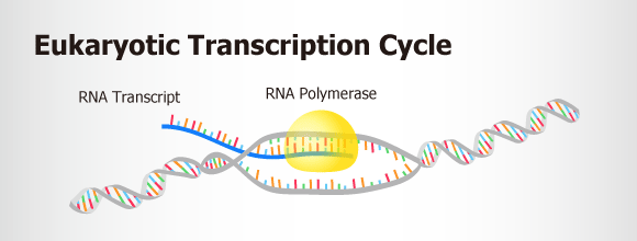 EuTranscript