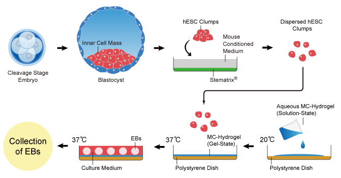 Stem_cell_collection