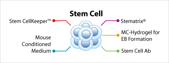 Stemcell